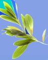 Olivenzweig.jpg